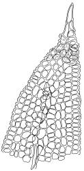 Bryoerythrophyllum recurvirostrum, leaf apex with papillae mostly omitted. Drawn from J.E. Beever 26-40, CHR 612374.
 Image: R.D. Seppelt © R.D.Seppelt All rights reserved